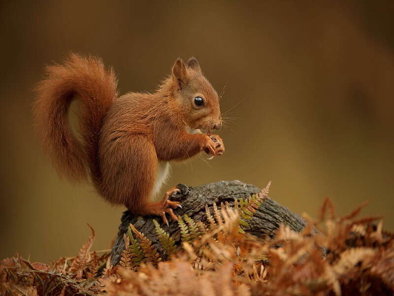 Red Squirrel Eating — Brown, Calm, Autumn, Photograph, Tree Stump