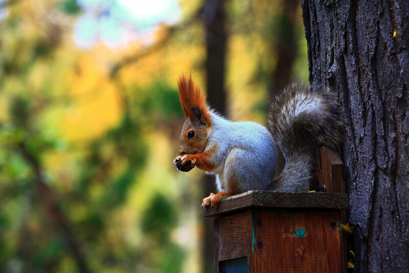 Red Squirrel Eating — Brown, Calm, Autumn, Photograph, Tree