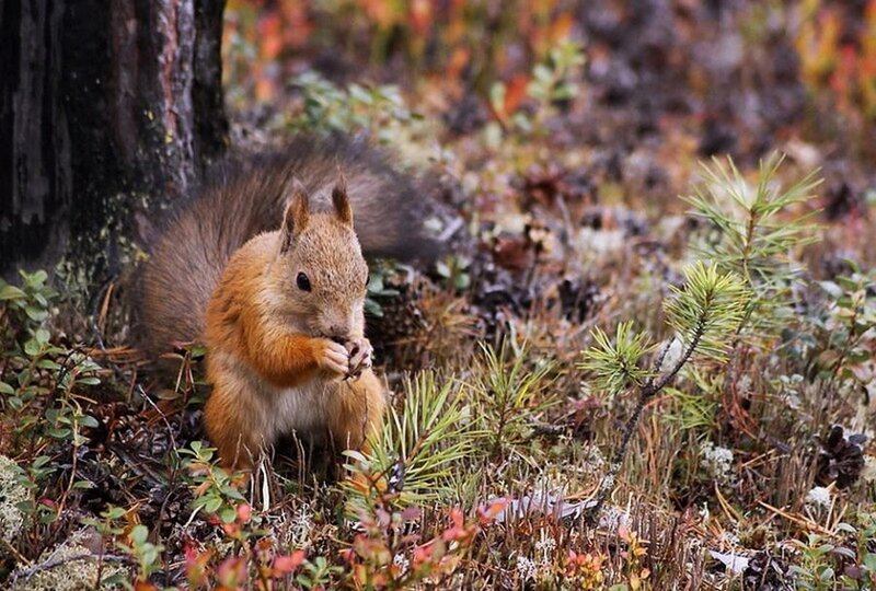 Red Squirrel Eating — Brown, Calm, Autumn, Photograph, Tree Trunk