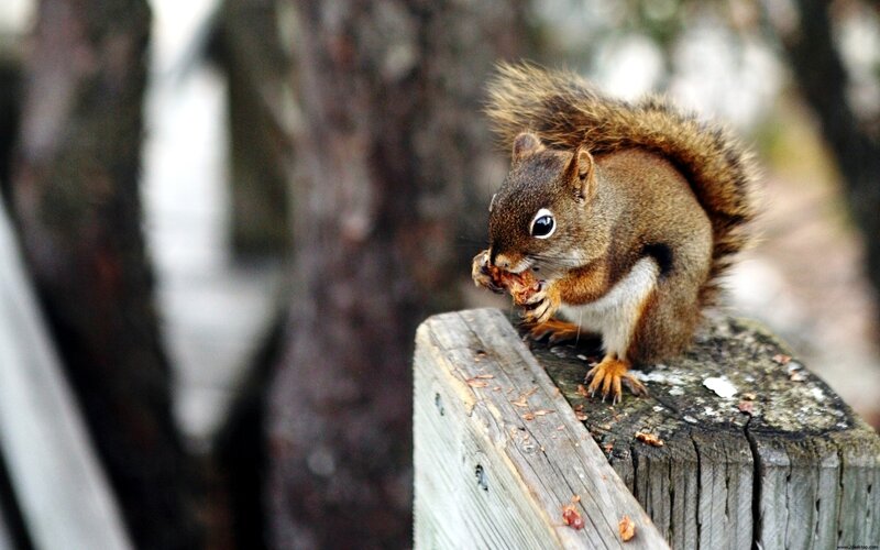 Red Squirrel Eating — Brown, Calm, Autumn, Photograph, Wooden Post