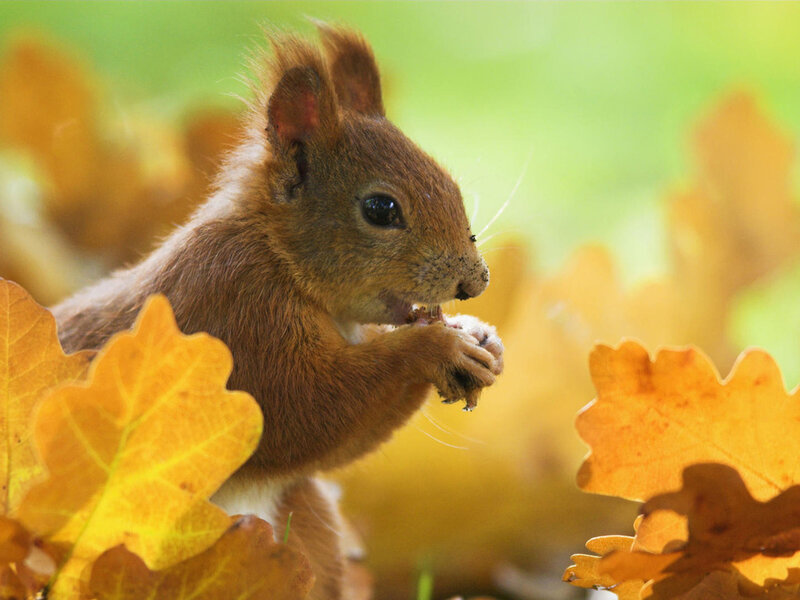 Red Squirrel Eating — Brown, Calm, Autumn