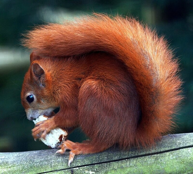 Red Squirrel Eating — Brown, Calm, Photograph, Food