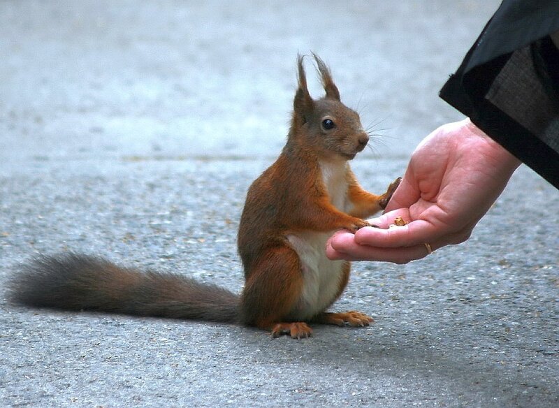 Red Squirrel Eating — Brown, Calm, Photograph, Hand, Pavement