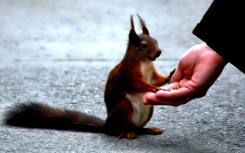 Red Squirrel Eating — Brown, Calm, Photograph, Hand