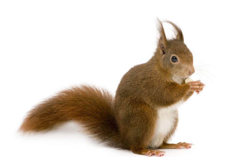 Red Squirrel Eating — Brown, Calm, Photograph, Nut