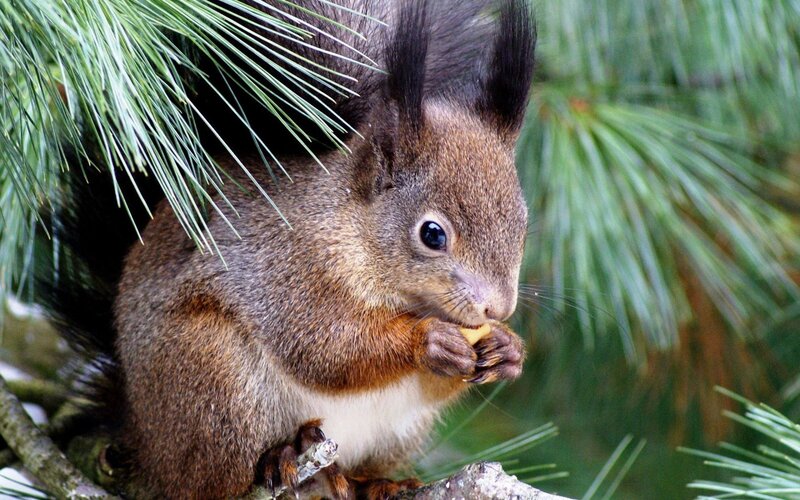 Red Squirrel Eating — Brown, Calm, Photograph, Pine Needles