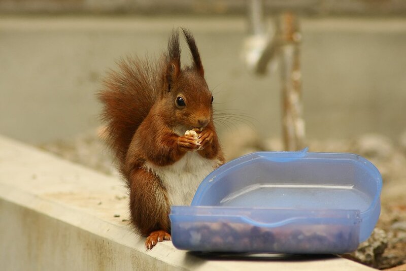 Red Squirrel Eating — Brown, Calm, Photograph, Plastic Container