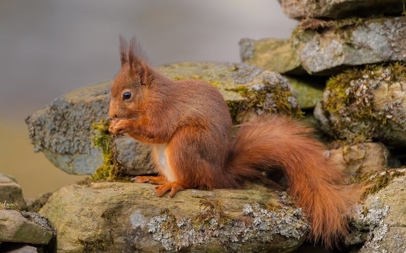 Red Squirrel Eating — Brown, Calm, Photograph, Rocks, Moss
