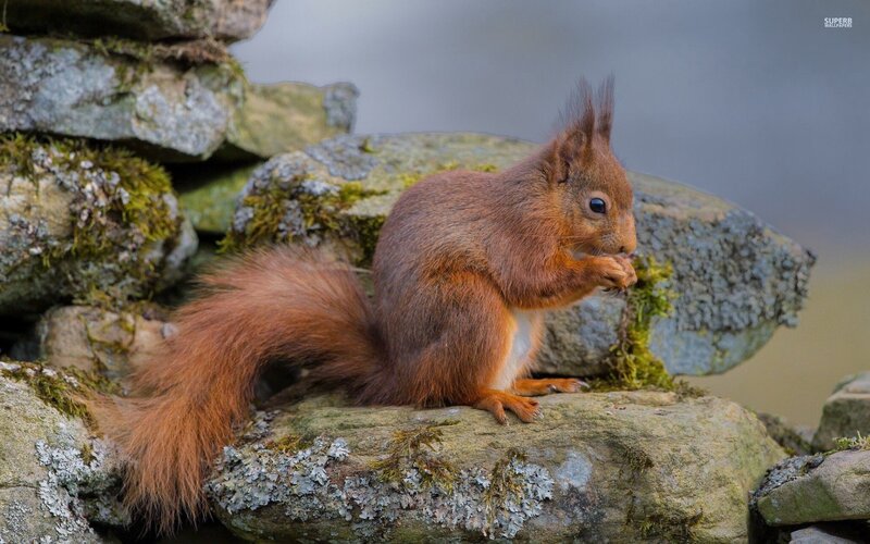 Red Squirrel Eating — Brown, Calm, Photograph, Rocks