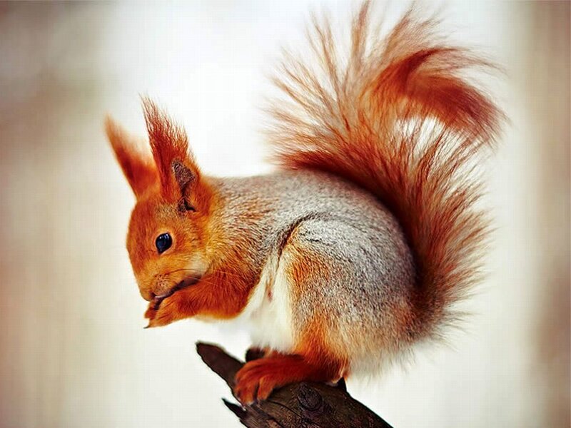 Red Squirrel Eating — Brown, Calm, Photograph