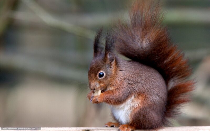 Red Squirrel Eating — Brown, Calm, Photograph, Tree Branch, Forest