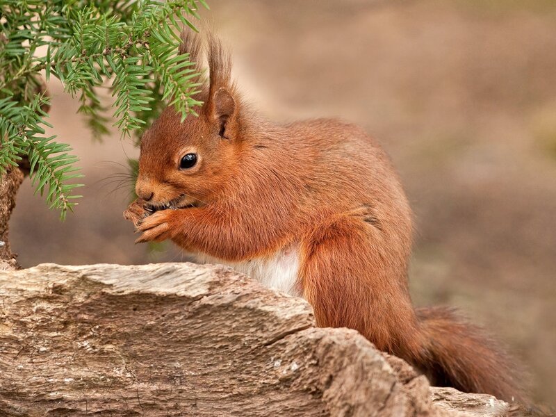 Red Squirrel Eating — Brown, Calm, Photograph, Tree Branch, Rock