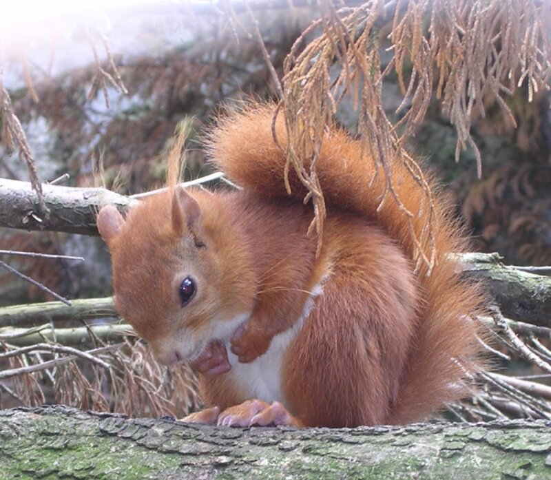 Red Squirrel Eating — Brown, Calm, Photograph, Tree Branch
