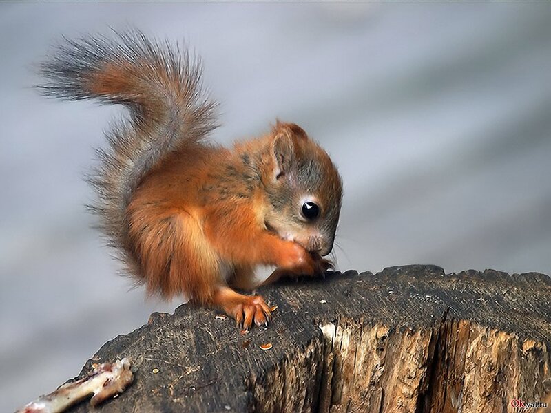 Red Squirrel Eating — Brown, Calm, Photograph, Tree Stump, Tail