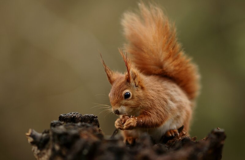 Red Squirrel Eating — Brown, Calm, Photograph, Tree Stump