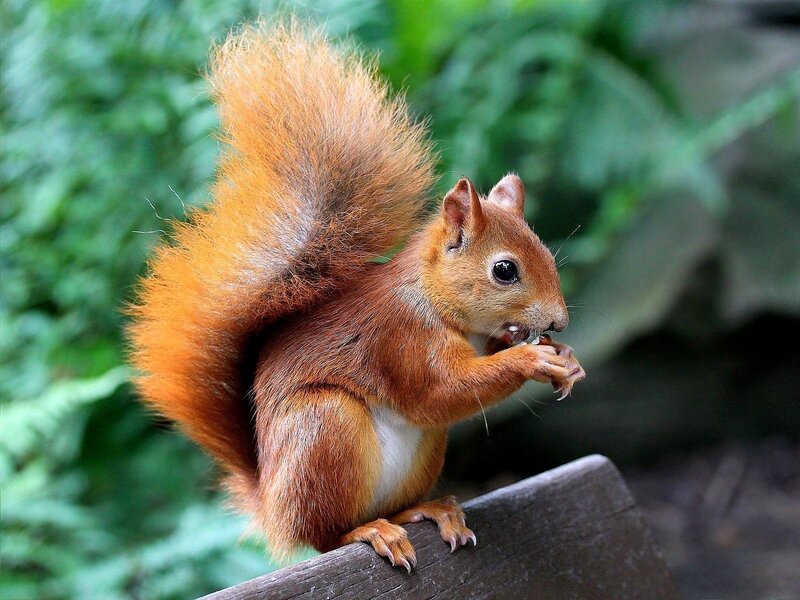 Red Squirrel Eating — Brown, Calm, Photograph, Wooden Surface