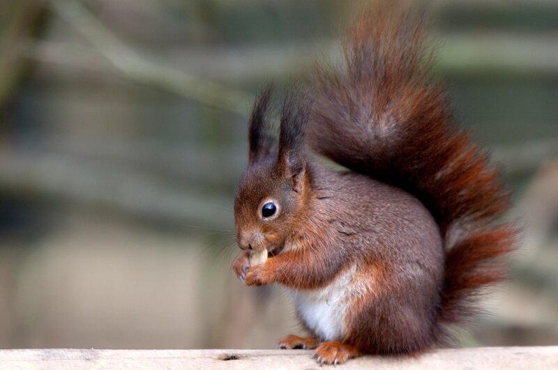 Red Squirrel Eating — Brown, Calm, Photograph, Wooden Surface, Tree Branches