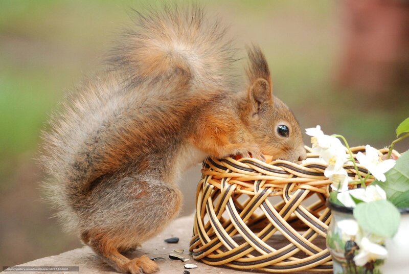 Red Squirrel Eating — Brown, Calm, Spring, Photograph, Basket