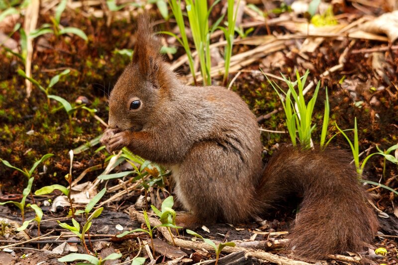 Red Squirrel Eating — Brown, Calm, Spring, Photograph