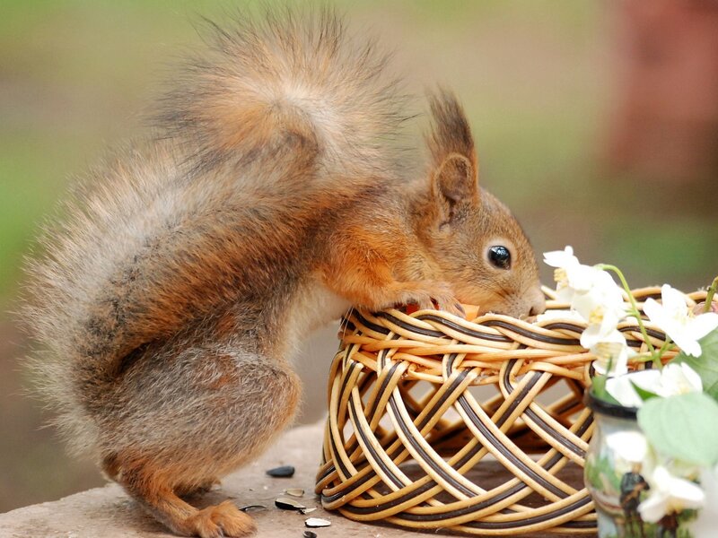 Red Squirrel Eating — Brown, Calm, Spring