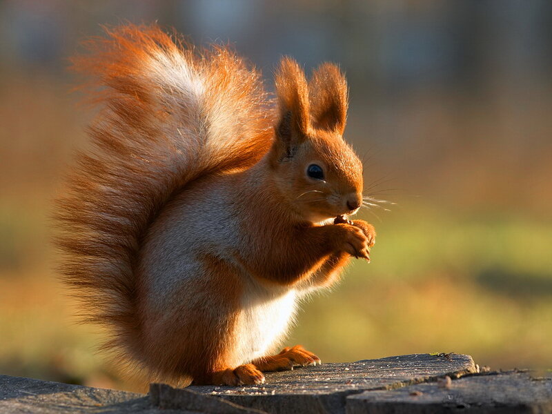 Red Squirrel Eating — Brown, Calm, Sunset
