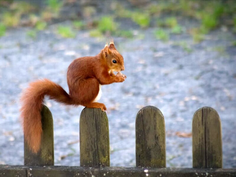 Red Squirrel Eating — Brown, Calm