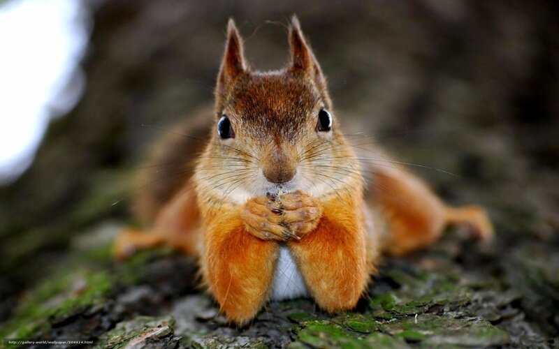 Red Squirrel Eating — Brown, Curious, Photograph, Tree Bark