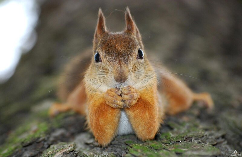 Red Squirrel Eating — Brown, Curious