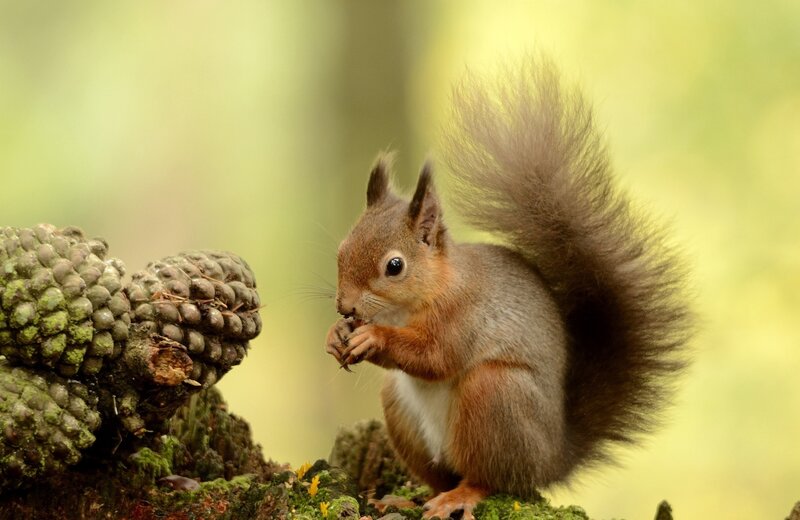 Red Squirrel Eating — Brown, Natural, Afternoon, Photograph