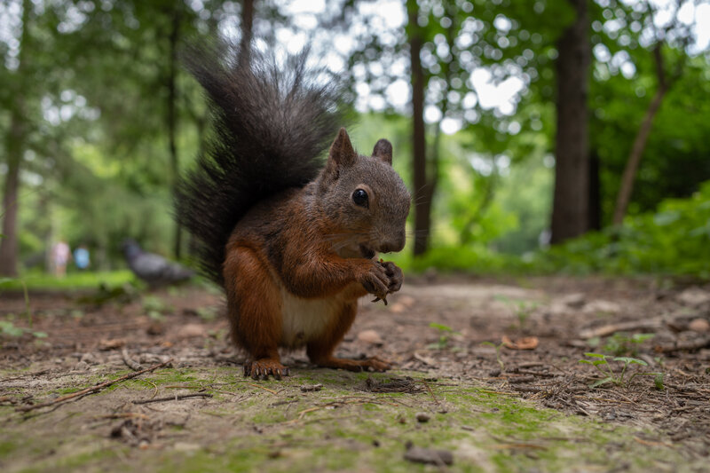 Red Squirrel Eating — Brown, Natural, Afternoon, Photograph, Tree