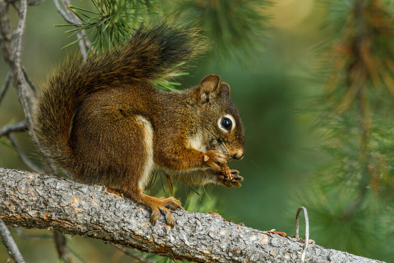 Red Squirrel Eating — Brown, Natural, Afternoon