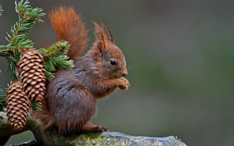 Red Squirrel Eating — Brown, Natural, Photograph
