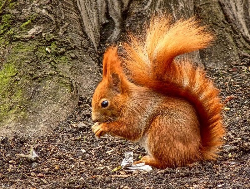 Red Squirrel Eating — Brown, Natural