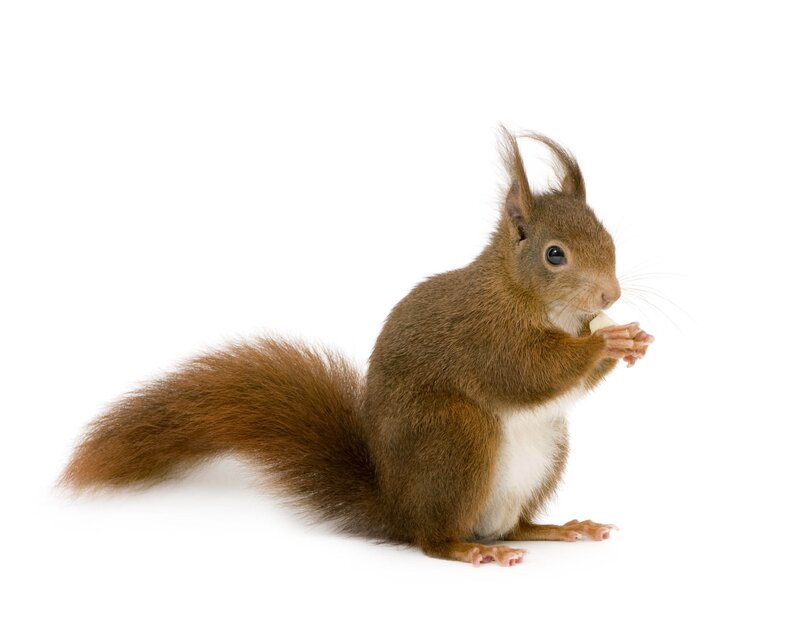 Red Squirrel Eating — Brown, Neutral