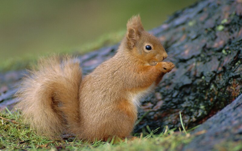 Red Squirrel Eating — Calm