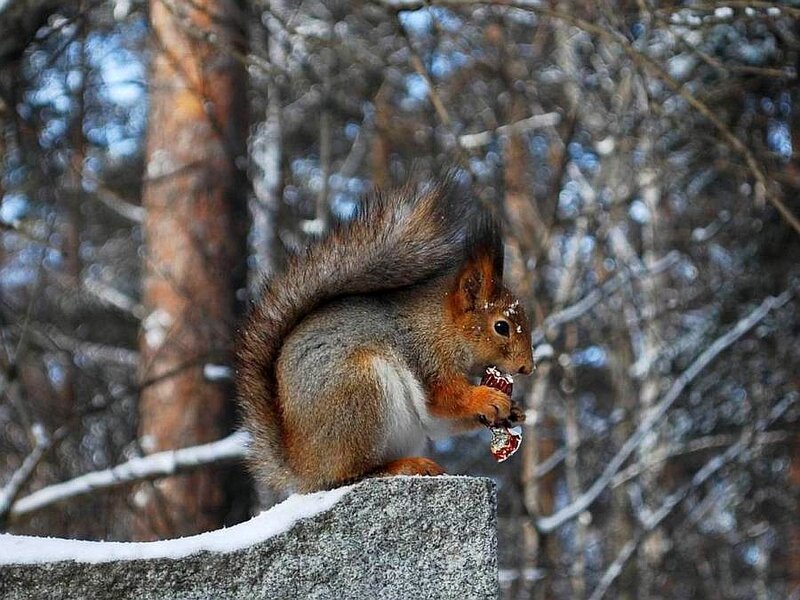 Red Squirrel Eating Candy