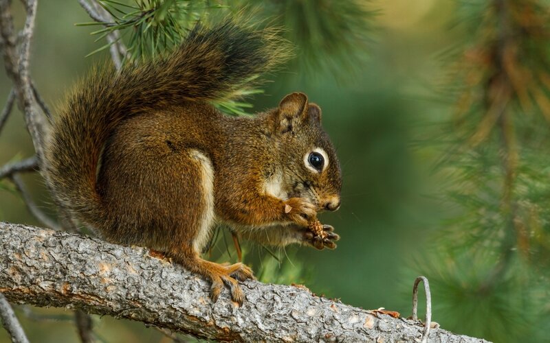 Red Squirrel Eating Cone — Brown, Calm