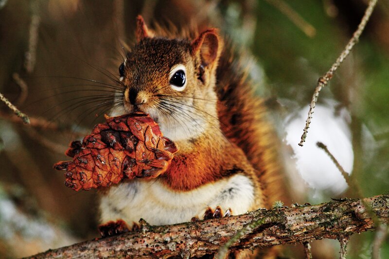 Red Squirrel Eating Cone — Brown, Natural, Winter