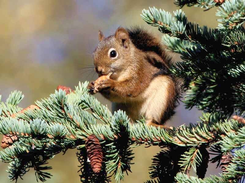 Red Squirrel Eating Cone — Brown