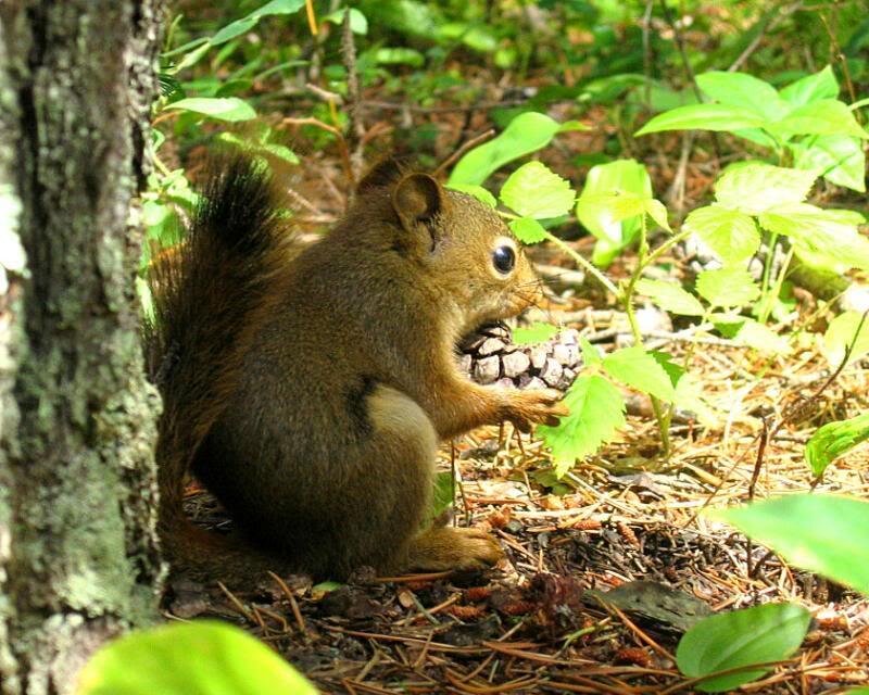 Red Squirrel Eating Cone