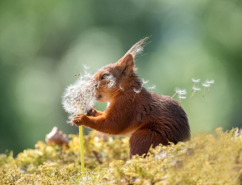 Red Squirrel Eating Dandelion