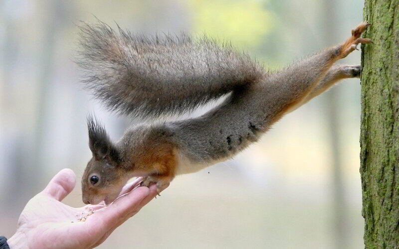 Red Squirrel Eating from Hand — Brown
