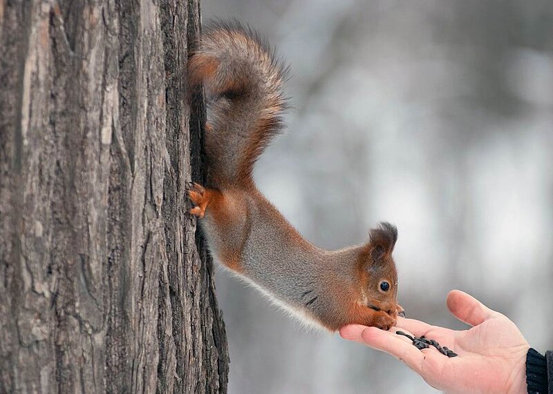 Red Squirrel Eating from Hand