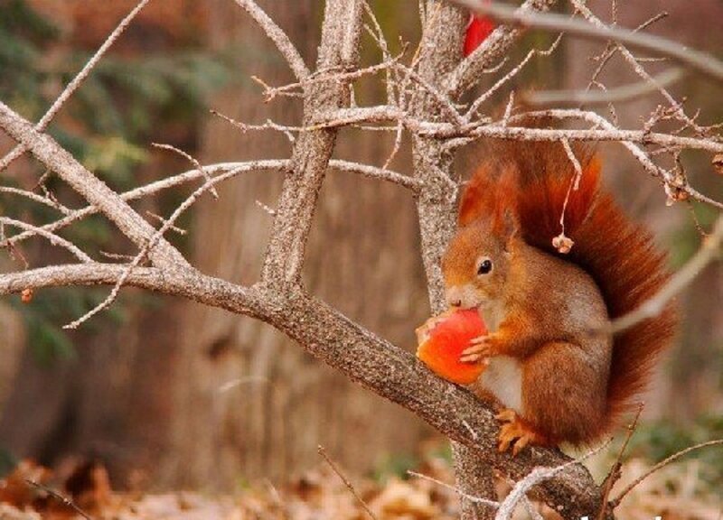 Red Squirrel Eating Fruit