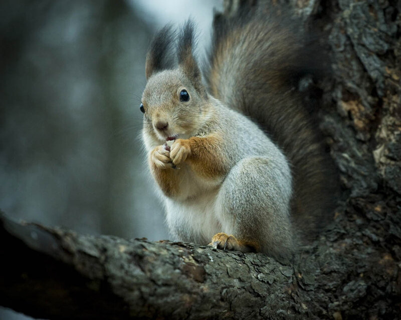 Red Squirrel Eating — Gray, Calm