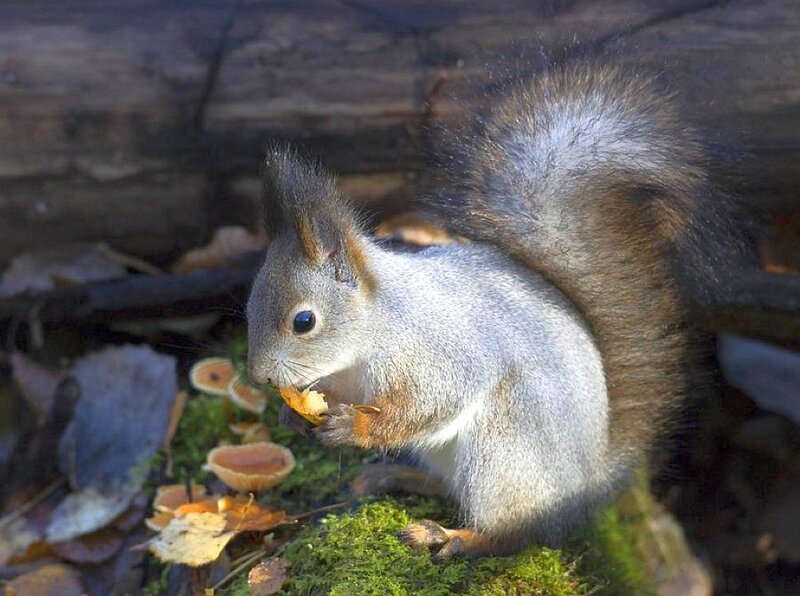 Red Squirrel Eating — Gray