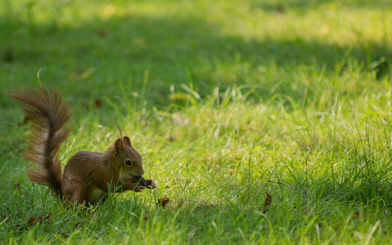 Red Squirrel Eating — Green, Calm, Afternoon