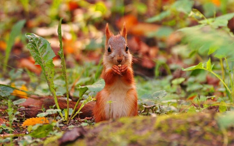 Red Squirrel Eating — Green, Calm, Autumn