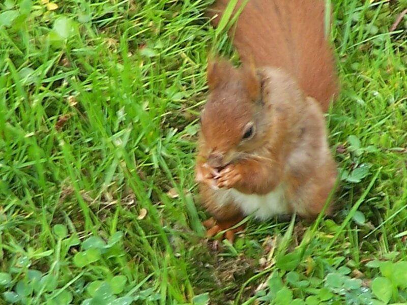 Red Squirrel Eating — Green, Calm, Morning