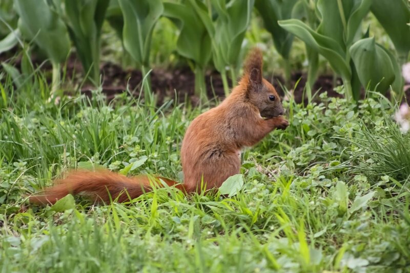 Red Squirrel Eating — Green, Calm